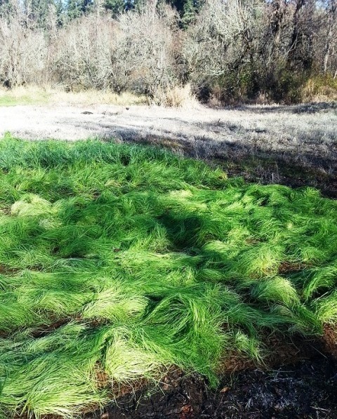 vegetated-mats-at-jblm