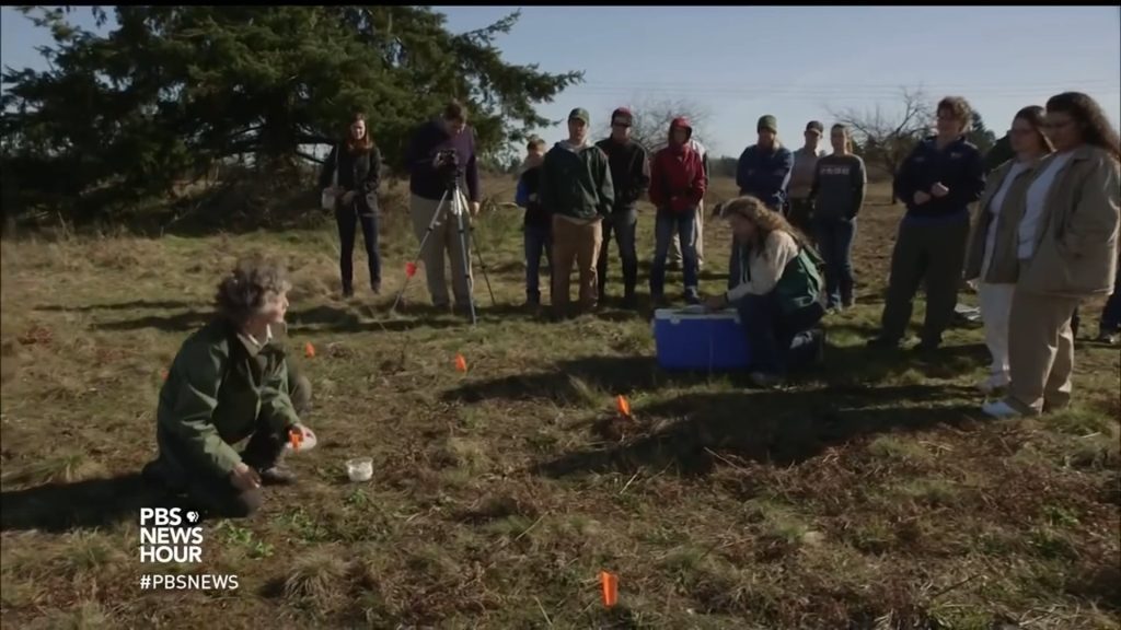 PBS Newshour: Do call it a comeback – how the checkerspot butterfly found salvation in prisan