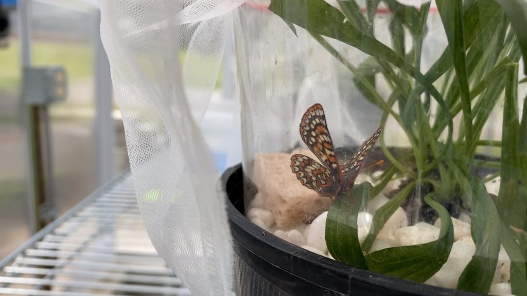Incarcerated women raise endangered butterflies