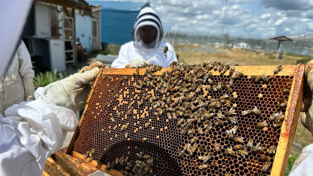 WA DOC: Beekeeping: A Sustainability in Prisons Project