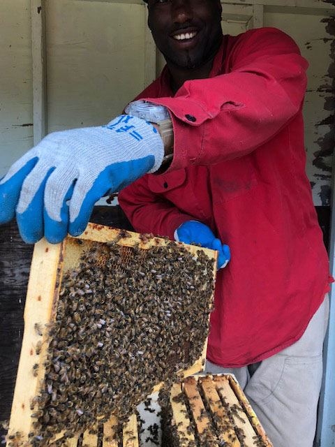 Evolved-beekeeper