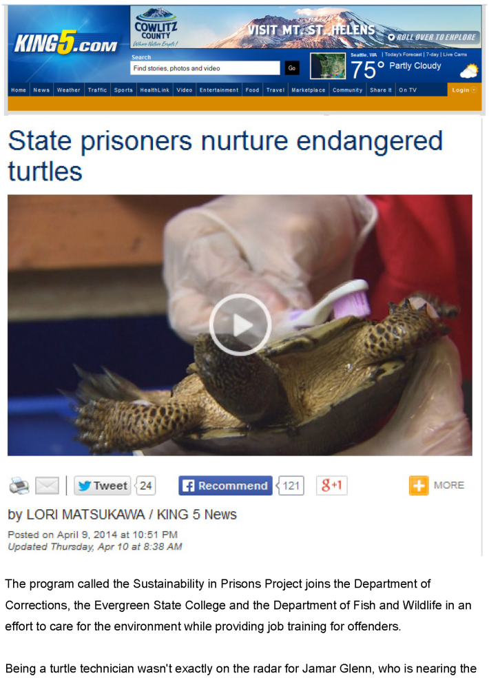 KING 5 News: State prisoners nurture endangered turtles