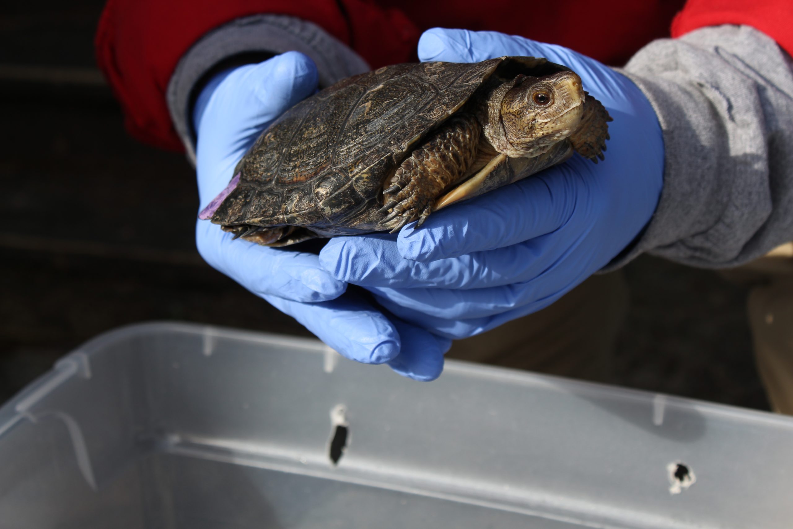 Top Pic for Turtles