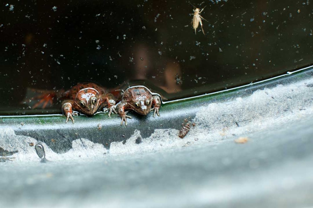 froggies-in-tank-1000x666